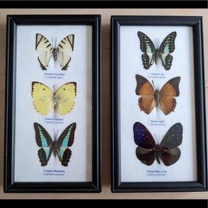 Framed Butterflies